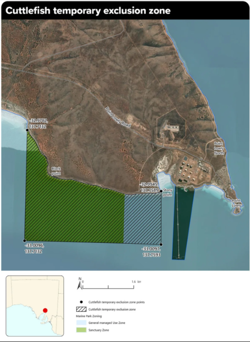 The image is a map titled “Cuttlefish temporary exclusion zone” showing a section of coastline near Point Lowly in South Australia. The map uses an aerial satellite view of the shoreline, surrounding land, and nearby marine waters. Highlighted areas offshore are shaded with different patterns and colours to indicate management zones. A large green hatched area marks the temporary exclusion zone, while an adjacent grey hatched area marks another exclusion zone section. The map also identifies nearby landmarks including Black Point, Story Point, Point Lowly, and Point Lowly North. Coordinates marking the boundaries of the exclusion zones are shown at several points around the perimeter. Land-based features include roads, coastal terrain, industrial infrastructure, and a jetty extending into the water near Point Lowly. A legend at the bottom explains the different zone types, including cuttlefish temporary exclusion zone areas, marine park sanctuary zones, and general managed use zones. An inset map of South Australia shows the location of the exclusion zone on the state's upper Spencer Gulf coastline. A north arrow and scale bar provide orientation and distance information.