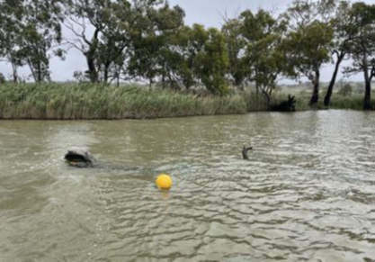 Log marked with a yellow buoy in the River Murray