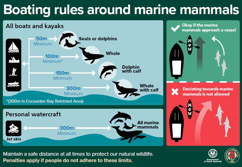 boating rules around marine mammals infographic